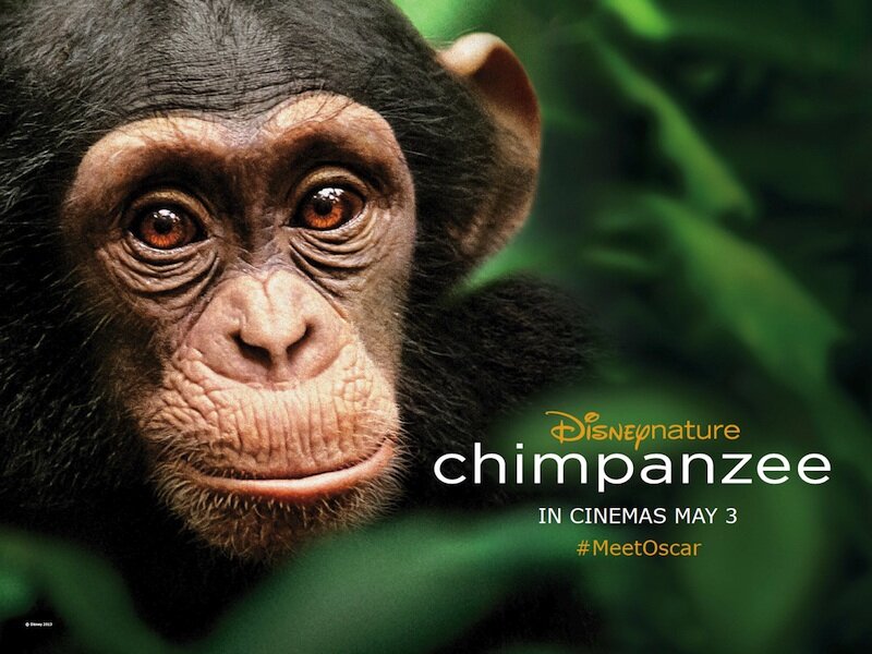 Chimpanzee quad poster - Disney Chimpanzee quad poster - Disney