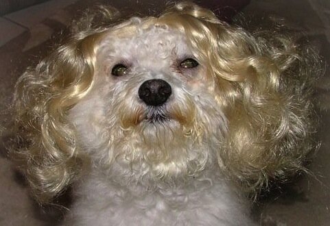Marilyn Monroe dog Marilyn Monroe dog